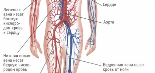 Легочная вена на рисунке